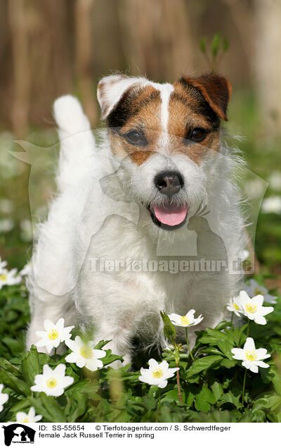 Jack Russell Terrier Hndin im Frhling / female Jack Russell Terrier in spring / SS-55654