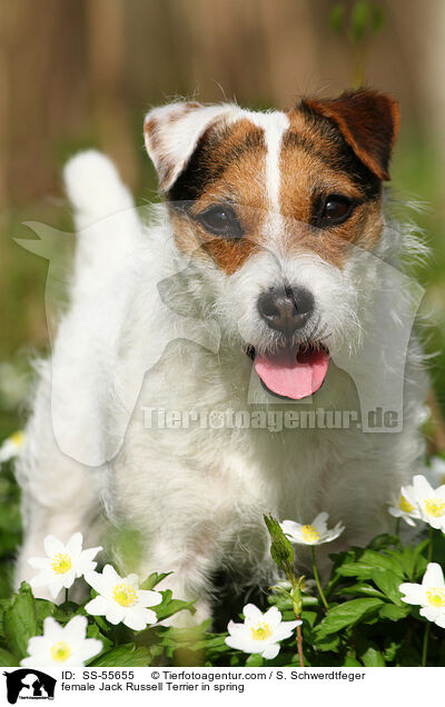 Jack Russell Terrier Hndin im Frhling / female Jack Russell Terrier in spring / SS-55655
