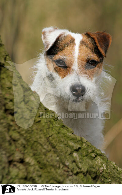 Jack Russell Terrier Hndin im Herbst / female Jack Russell Terrier in autumn / SS-55658