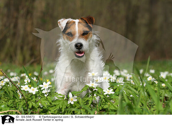 Jack Russell Terrier Hndin im Frhling / female Jack Russell Terrier in spring / SS-55673