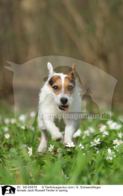 Jack Russell Terrier Hndin im Frhling / female Jack Russell Terrier in spring / SS-55676