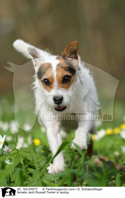 Jack Russell Terrier Hndin im Frhling / female Jack Russell Terrier in spring / SS-55677