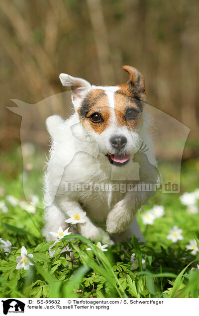Jack Russell Terrier Hndin im Frhling / female Jack Russell Terrier in spring / SS-55682
