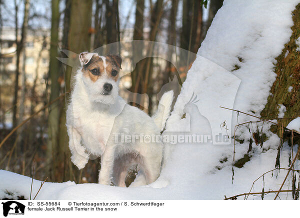 Jack Russell Terrier Hndin im Schnee / female Jack Russell Terrier in the snow / SS-55684
