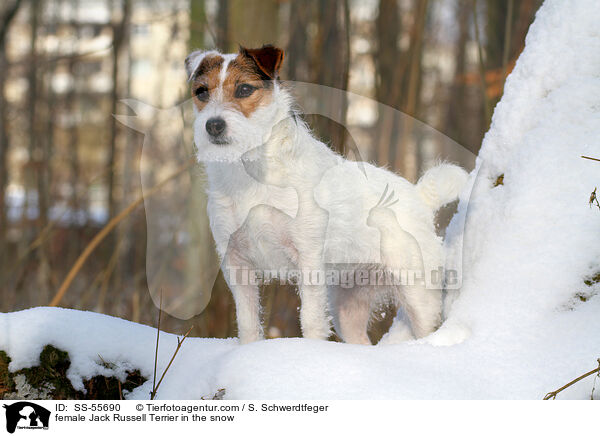 female Jack Russell Terrier in the snow / SS-55690