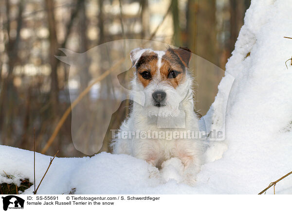 female Jack Russell Terrier in the snow / SS-55691