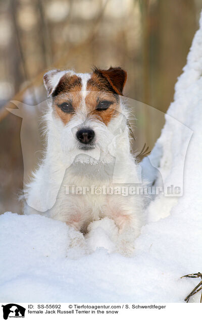 Jack Russell Terrier Hndin im Schnee / female Jack Russell Terrier in the snow / SS-55692