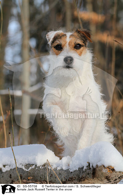 Jack Russell Terrier Hndin im Schnee / female Jack Russell Terrier in the snow / SS-55708