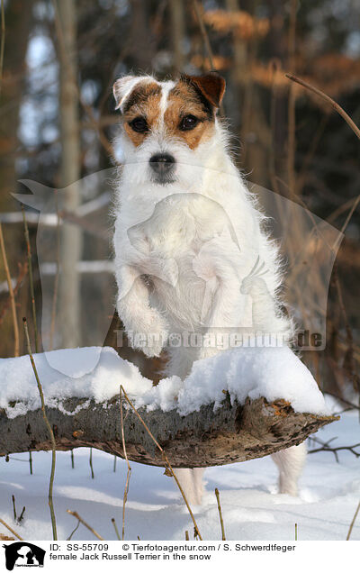 Jack Russell Terrier Hndin im Schnee / female Jack Russell Terrier in the snow / SS-55709