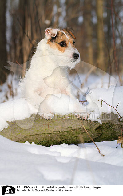 female Jack Russell Terrier in the snow / SS-55721