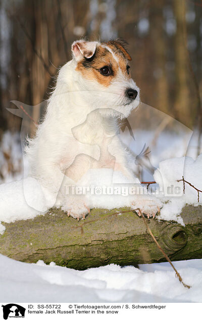 female Jack Russell Terrier in the snow / SS-55722