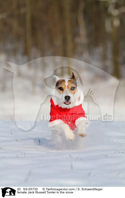 Jack Russell Terrier Hndin im Schnee / female Jack Russell Terrier in the snow / SS-55730