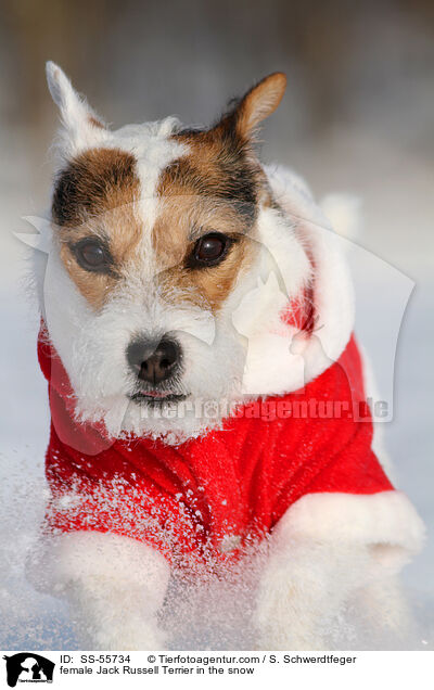 Jack Russell Terrier Hndin im Schnee / female Jack Russell Terrier in the snow / SS-55734