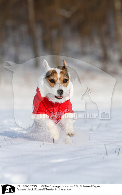 Jack Russell Terrier Hndin im Schnee / female Jack Russell Terrier in the snow / SS-55735