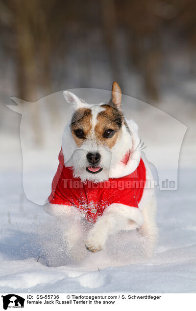 Jack Russell Terrier Hndin im Schnee / female Jack Russell Terrier in the snow / SS-55736