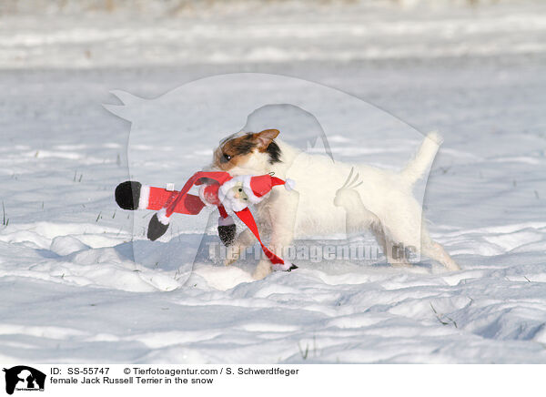 Jack Russell Terrier Hndin im Schnee / female Jack Russell Terrier in the snow / SS-55747