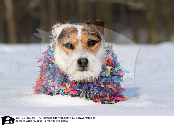 Jack Russell Terrier Hndin im Schnee / female Jack Russell Terrier in the snow / SS-55759