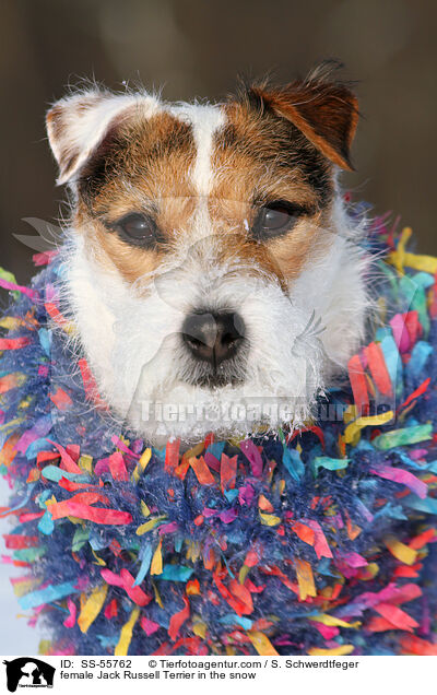 Jack Russell Terrier Hndin im Schnee / female Jack Russell Terrier in the snow / SS-55762