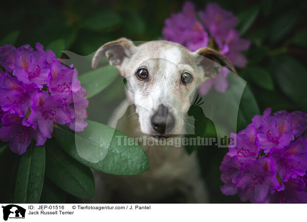 Jack Russell Terrier / Jack Russell Terrier / JEP-01516