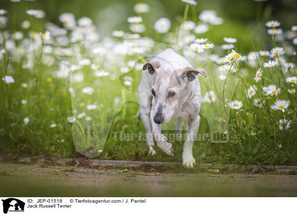 Jack Russell Terrier / Jack Russell Terrier / JEP-01518