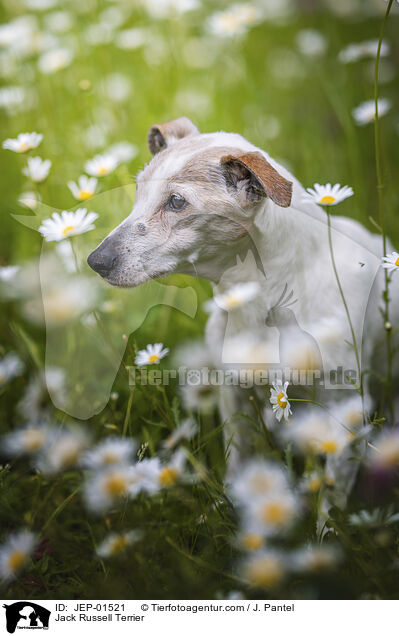 Jack Russell Terrier / Jack Russell Terrier / JEP-01521
