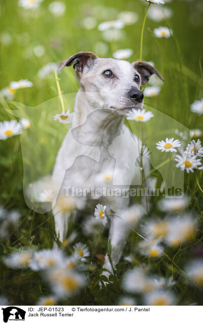 Jack Russell Terrier / Jack Russell Terrier / JEP-01523