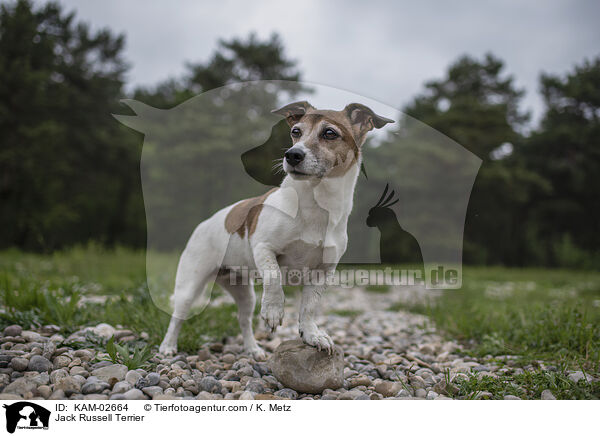 Jack Russell Terrier / Jack Russell Terrier / KAM-02664