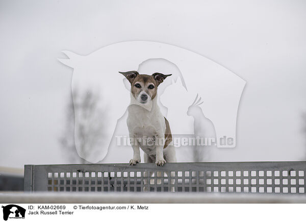 Jack Russell Terrier / Jack Russell Terrier / KAM-02669