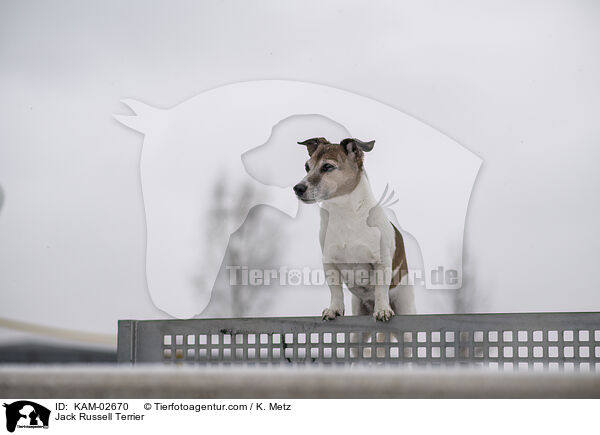 Jack Russell Terrier / Jack Russell Terrier / KAM-02670