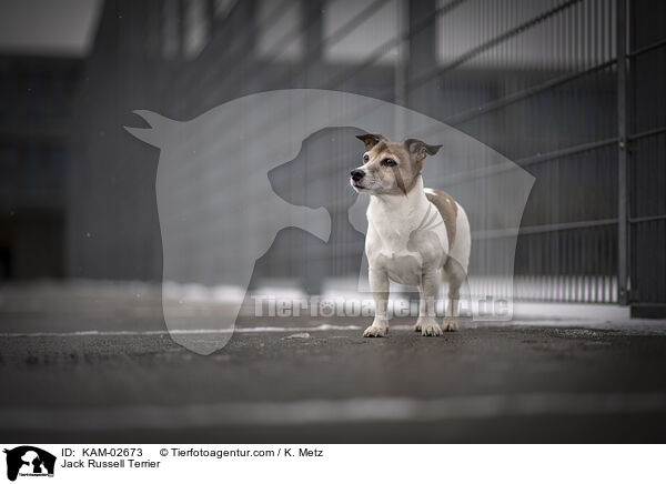 Jack Russell Terrier / Jack Russell Terrier / KAM-02673