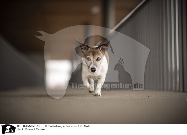 Jack Russell Terrier / Jack Russell Terrier / KAM-02675