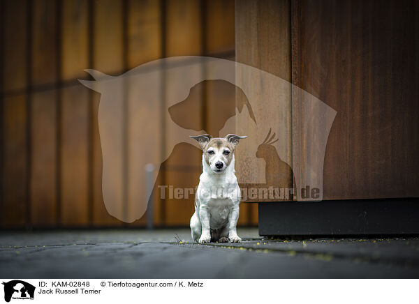 Jack Russell Terrier / Jack Russell Terrier / KAM-02848