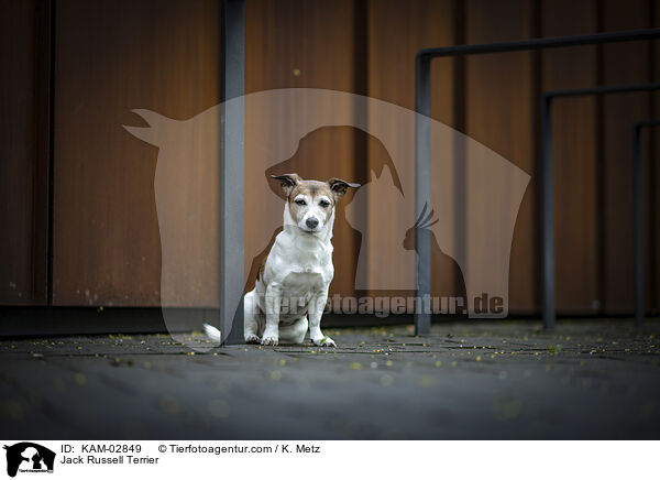 Jack Russell Terrier / Jack Russell Terrier / KAM-02849