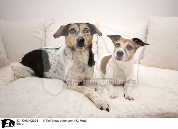 Hunde / dogs / KAM-02954