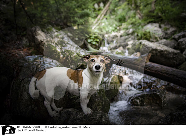 Jack Russell Terrier / Jack Russell Terrier / KAM-02960