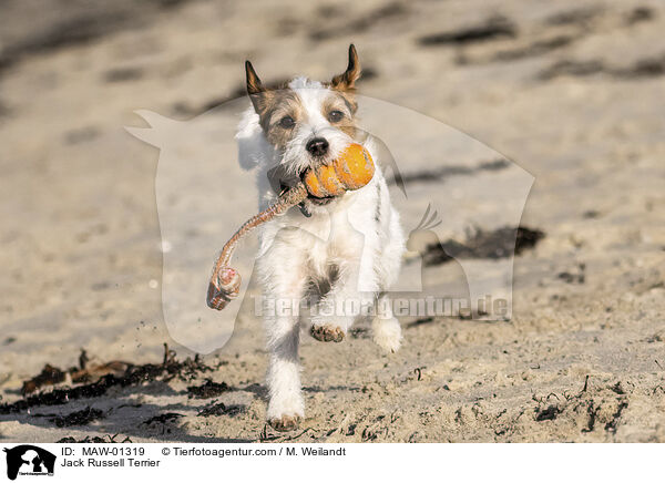 Jack Russell Terrier / Jack Russell Terrier / MAW-01319