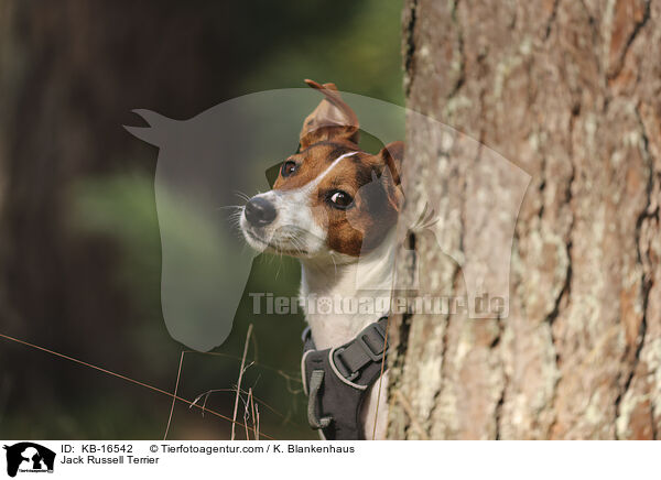Jack Russell Terrier / KB-16542