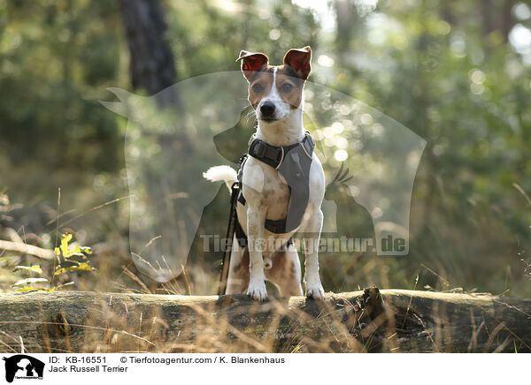 Jack Russell Terrier / Jack Russell Terrier / KB-16551