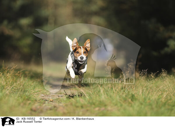 Jack Russell Terrier / KB-16552