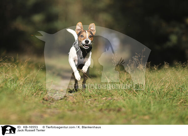 Jack Russell Terrier / Jack Russell Terrier / KB-16553