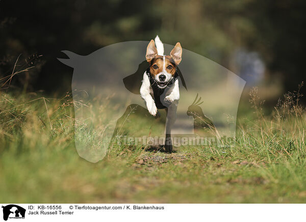 Jack Russell Terrier / KB-16556