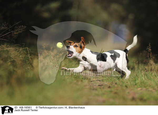 Jack Russell Terrier / Jack Russell Terrier / KB-16561