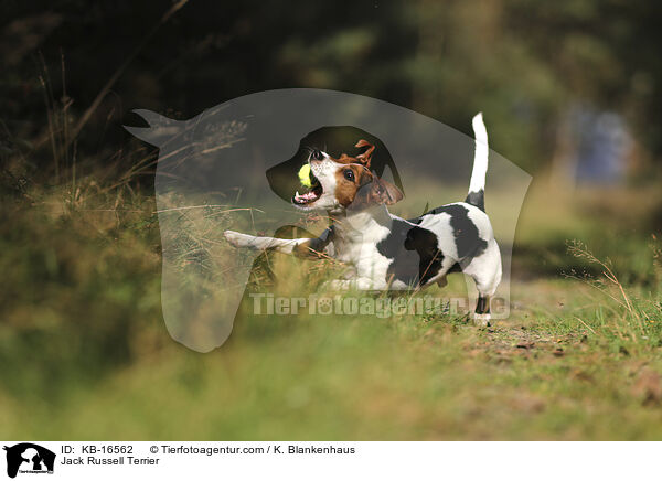 Jack Russell Terrier / KB-16562