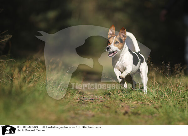 Jack Russell Terrier / Jack Russell Terrier / KB-16563