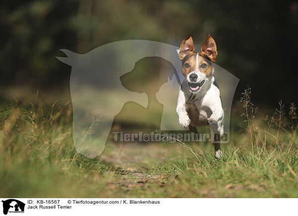 Jack Russell Terrier / KB-16567