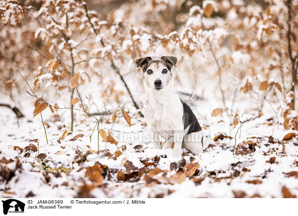 Jack Russell Terrier / Jack Russell Terrier / JAM-06389
