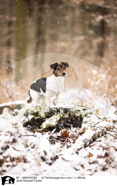 Jack Russell Terrier / Jack Russell Terrier / JAM-06396