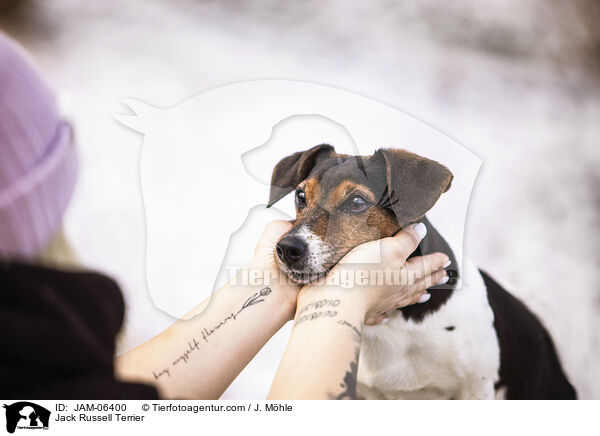 Jack Russell Terrier / Jack Russell Terrier / JAM-06400