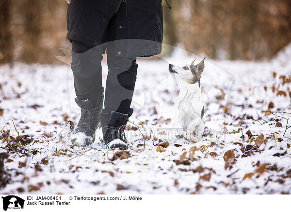 Jack Russell Terrier / Jack Russell Terrier / JAM-06401