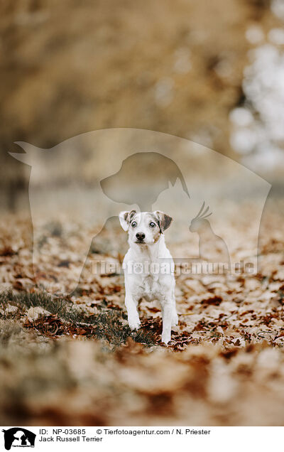 Jack Russell Terrier / Jack Russell Terrier / NP-03685